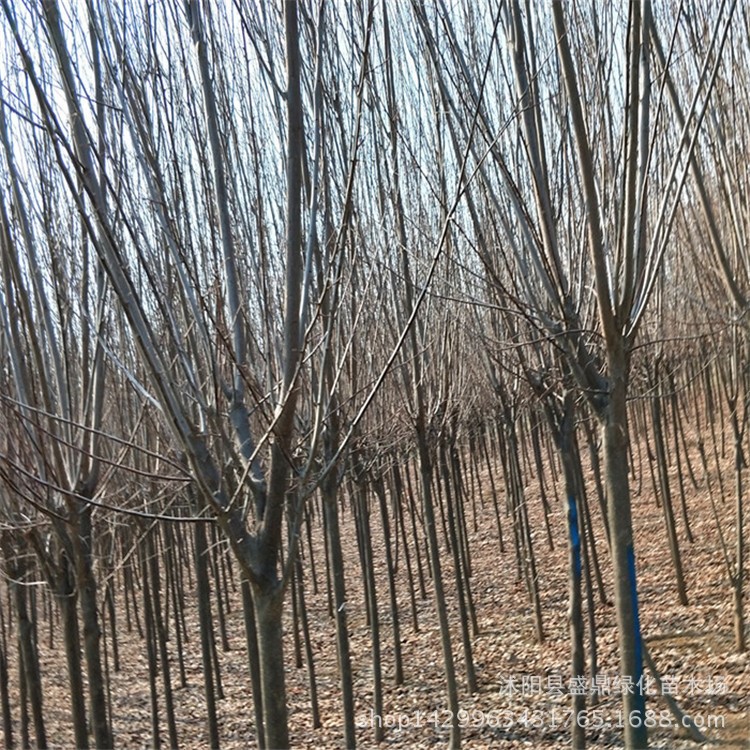 紅葉李樹苗345公分地徑 工程綠化喬木花灌木紫葉李彩葉樹種