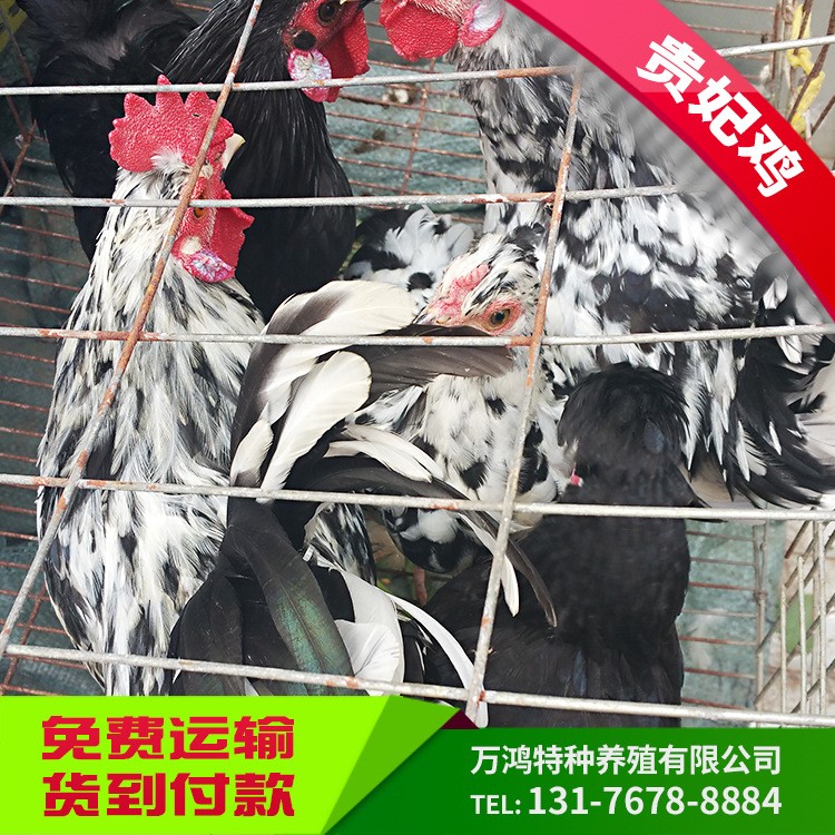 大量供应鲜活贵妃鸡成鸡 肉质鲜美  贵妃鸡苗  全国包邮 （图）