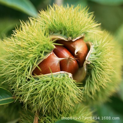 農(nóng)大一號板栗樹苗 盆栽地栽板栗苗 大果南北方種植板栗果樹苗