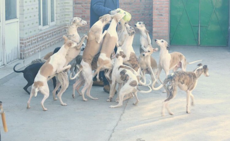 格力犬養殖基地在里|出售格力犬 惠比特犬 山東細犬