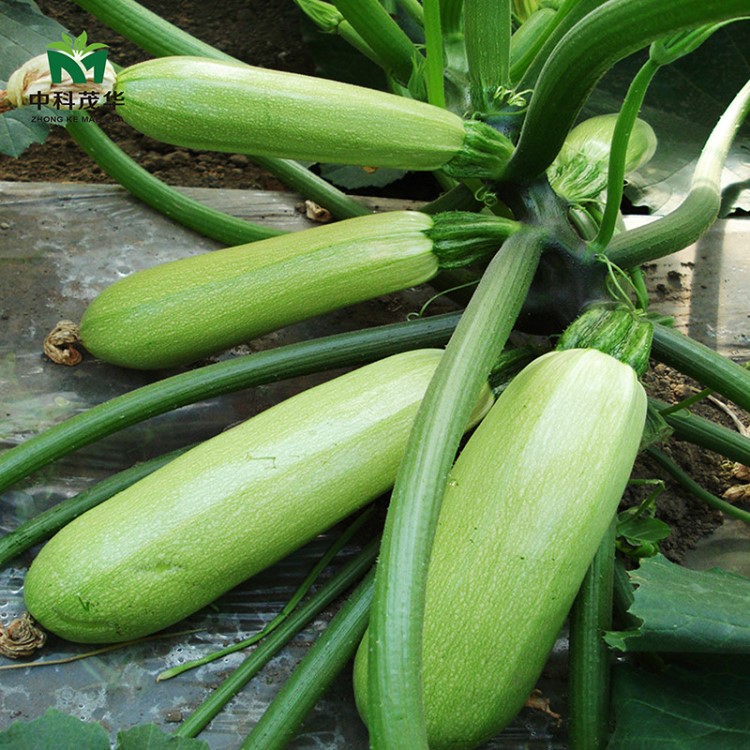 中科茂华蔬菜种子中科绿盛西葫芦种子越夏秋延春延抗病毒病高亮度