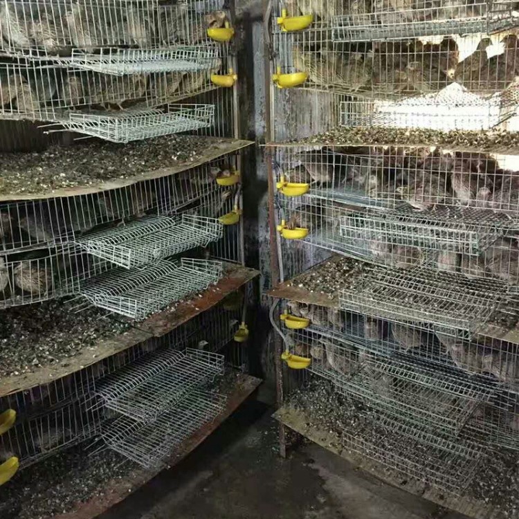 批发养殖设备全自动层叠蛋鸡笼 直立鹌鹑笼子