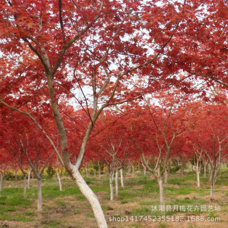 苗圃低價直銷紅楓樹苗 規(guī)格全 園林工程綠化苗木 彩葉紅楓苗