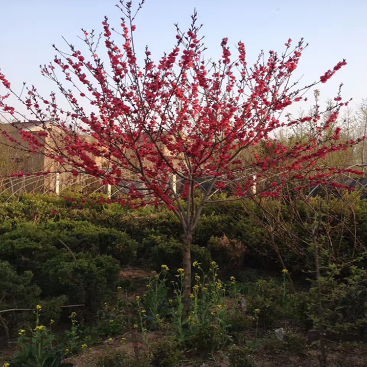 基地直銷紅葉碧桃 紅葉桃 紅花碧桃 紫葉桃 規(guī)格 量大優(yōu)惠