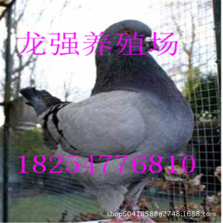 2斤多元寶鴿，種鴿，幼鴿，青年鴿，鴿蛋，錢一對？