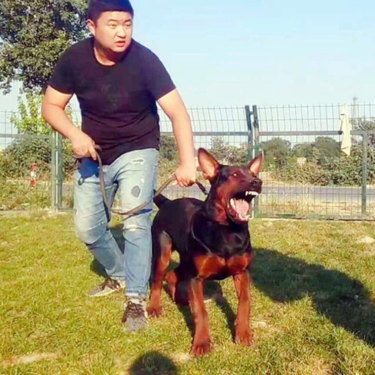 莱州红护卫犬出售 莱州红幼犬 苏联红幼犬量大优惠 视频选购