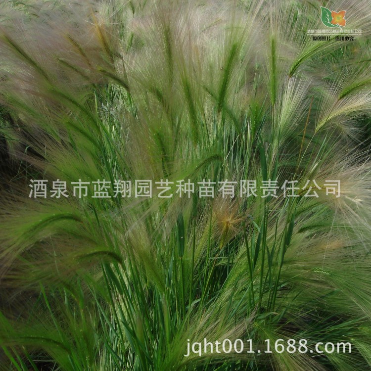 花卉种子 狼尾草 景观绿化种子 狼尾草种子批发 观赏草类种子批发