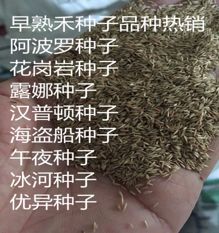 批发草坪种子 结缕草 剪股颖  早熟禾  高出芽率 种类