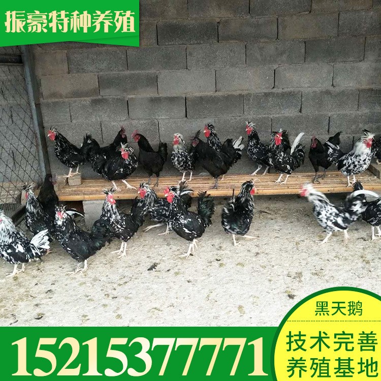 振豪常年低價出售成年貴妃雞元寶雞珍珠雞七彩山雞成活率高