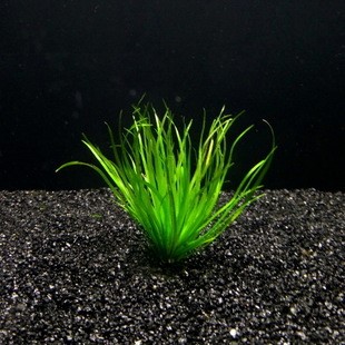 簀藻 真水草 活體 觀賞水草 魚(yú)缸水族箱造景裝飾 批發(fā) 1包