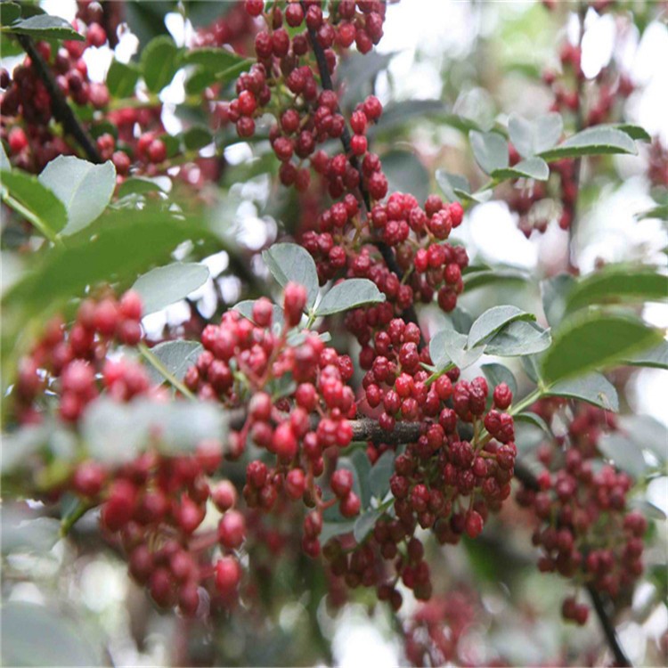 現(xiàn)貨批發(fā)花椒苗 大紅袍花椒苗 易成活九葉青獅子頭花椒苗量大價優(yōu)