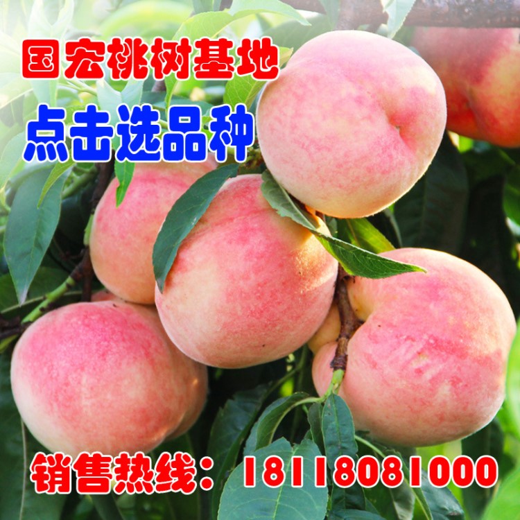 嫁接果樹苗  南方北方種植 油桃水蜜桃 4年苗當年結果