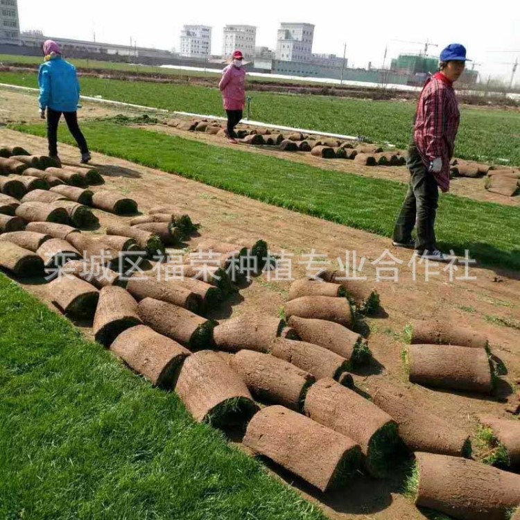 石家莊基地供應(yīng)園林綠化草坪耐寒耐踐踏四季青草坪草坪