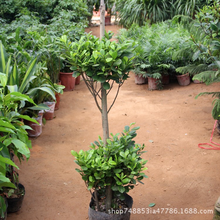 摇钱树树室内客厅大绿植盆栽盆景花卉观叶招财植物