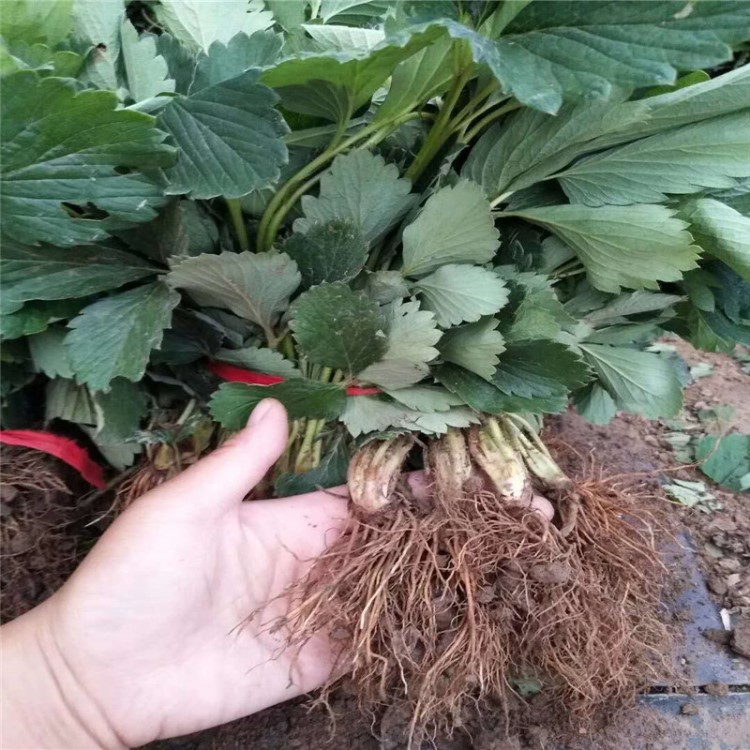 基地批发红颜草莓 填查理草莓 脱毒草莓苗 采摘园用苗