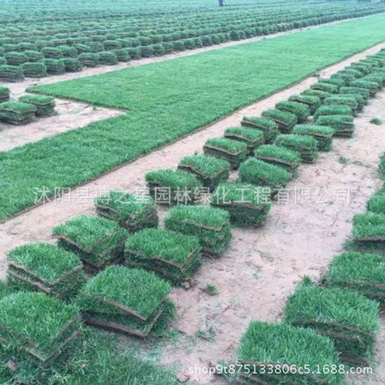 戶外綠化地毯四季青泥培草坪批發(fā)小區(qū)庭院綠化草皮 護(hù)坡四季青