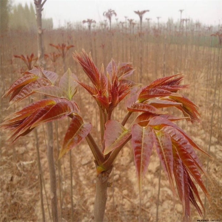 當(dāng)年采香椿芽 紅油香椿樹(shù)苗 香椿苗基地 大棚香椿 占地香椿樹(shù)