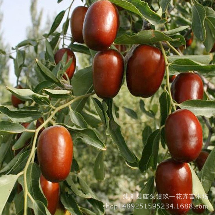批发嫁接枣树 红枣树 果树红枣树 规格品种