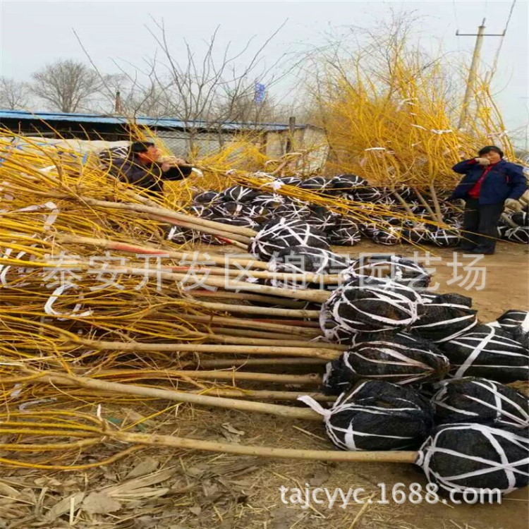 風(fēng)景綠化黃金槐 行道綠化黃金槐 園林工程黃金槐 速生國(guó)槐價(jià)格