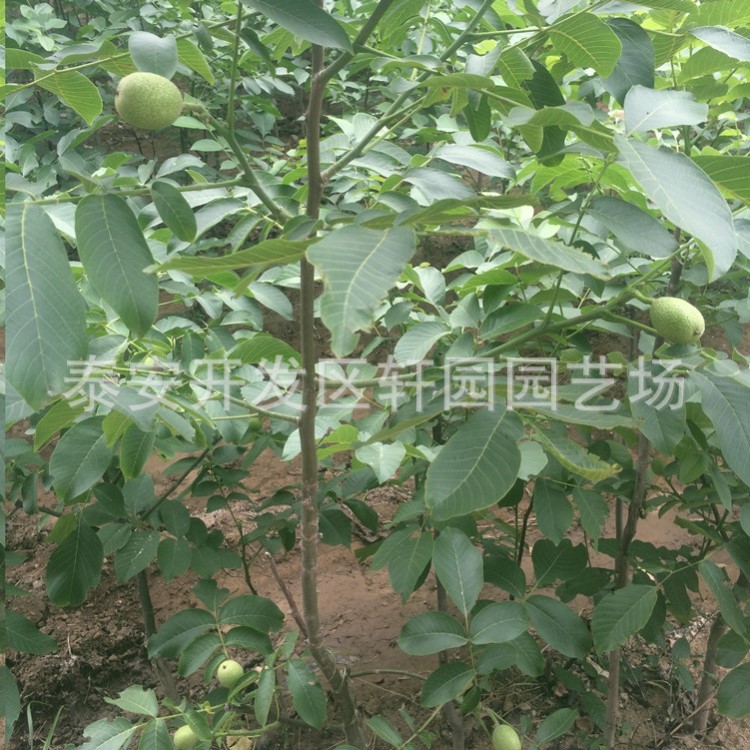 基地直銷薄皮核桃樹2公分樹苗種植核桃樹 供應(yīng)嫁接核桃樹