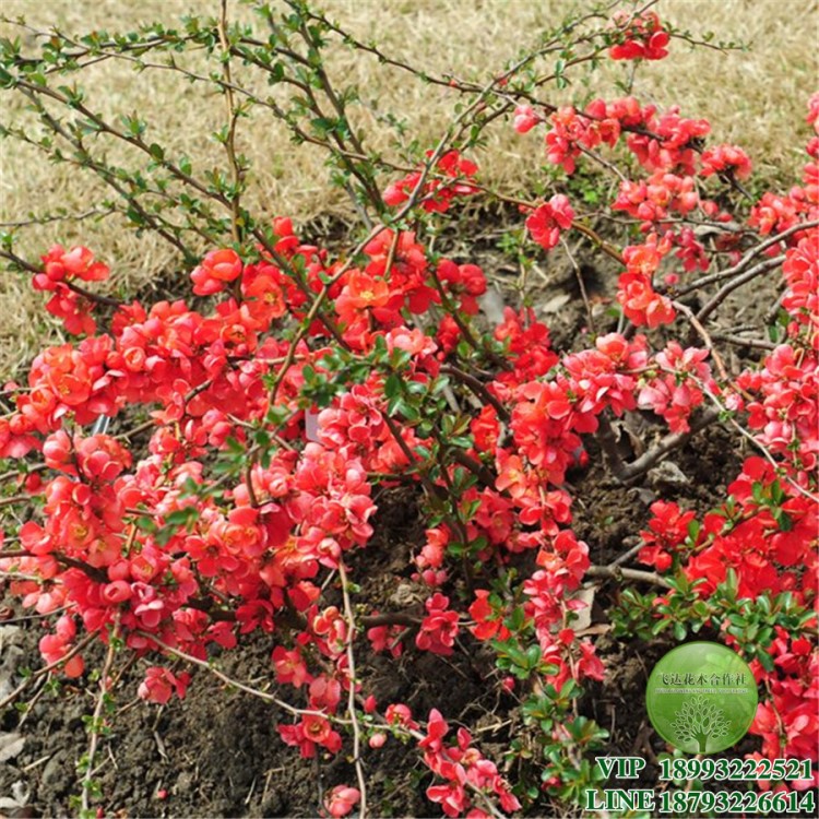 贴梗海棠 西府海棠 花灌木 木瓜 花 园林绿化 小区 庭院美化 批发