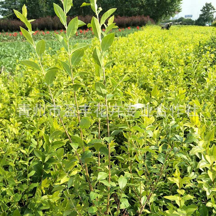 基地 金葉女貞 灌木金森女貞 金葉女貞球規(guī)格量大從優(yōu)