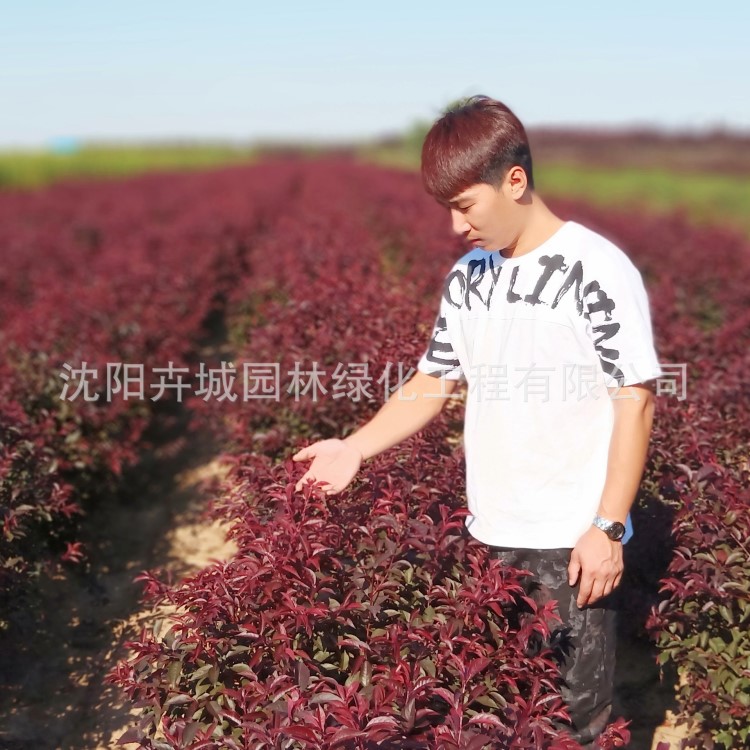 密枝紅葉李球 東北密枝紅葉李球 80-120cm 苗圃批發(fā)直銷 紅葉李球