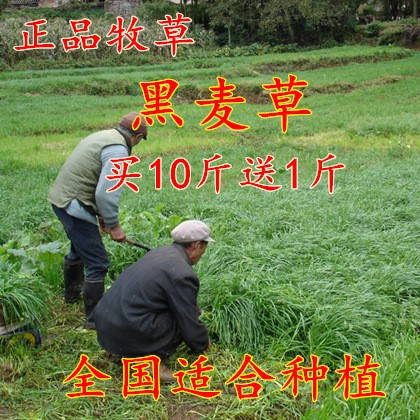 牧草種子黑麥草種子多年生牛草種子養(yǎng)羊馬豬魚草種子南方北方