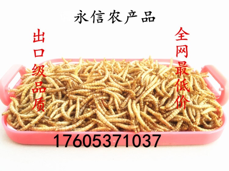 供應(yīng)出口級黃粉蟲干  面包蟲干 黃粉蟲 黃粉蟲蟲糞 養(yǎng)殖盒等