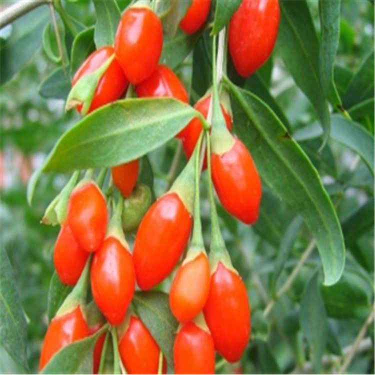 我基地大量供應(yīng)枸杞樹苗 紅枸杞苗 黑枸杞苗 品種 量大從優(yōu)