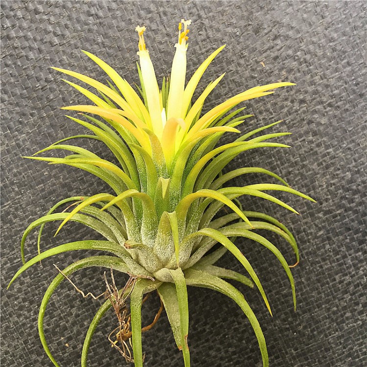 空氣鳳梨 黃精靈 無土多肉植物肉肉綠植盆栽花卉凈化空氣植物 花