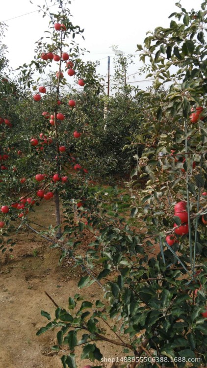 衡水123苹果树苗 厂家价格 量大优惠