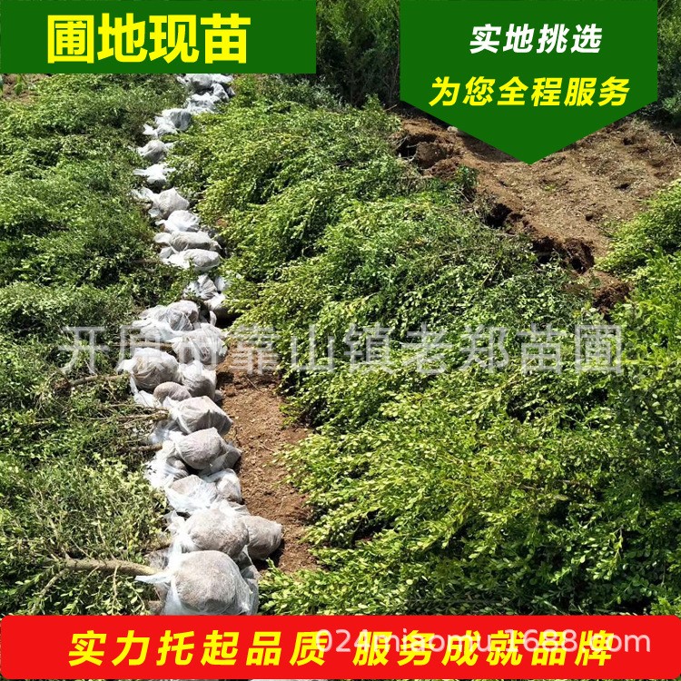 小葉黃楊 朝鮮黃楊 綠籬苗木基地 小區(qū)綠/校區(qū)綠化 播種小苗價(jià)格