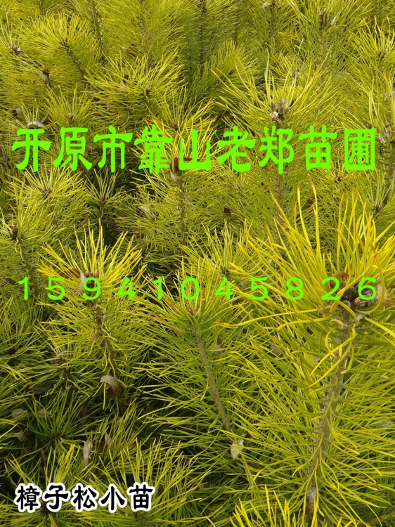 歡迎咨詢【樟子松小苗】?jī)r(jià)格合理 華山松樹苗 營(yíng)養(yǎng)杯 樟子松小苗