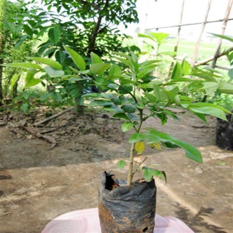 海南黄花梨树苗 降香苗木 黄檀树苗 檀香小苗 黄花梨小苗