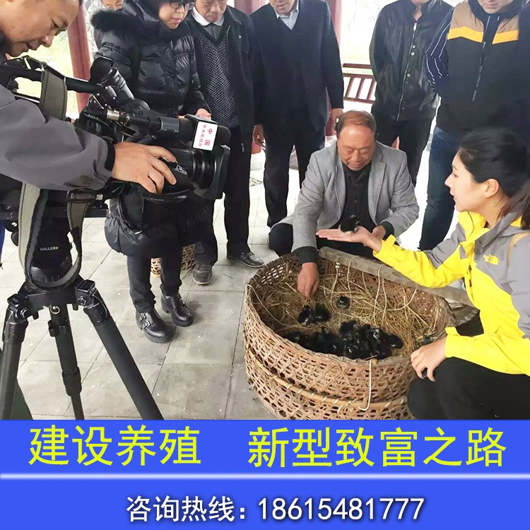 大量出售土雞苗 珍珠雞苗 貴妃雞 綠殼蛋雞 多種品種雞苗可選