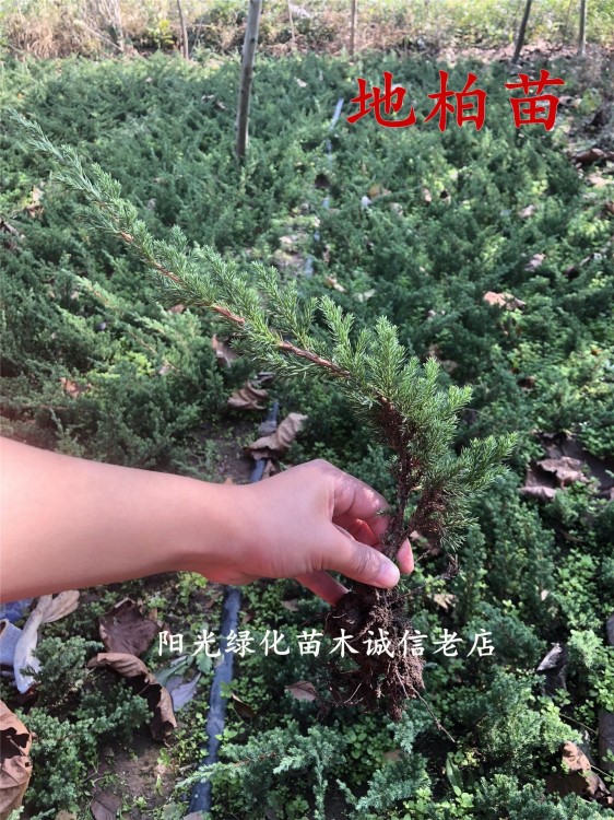 野生崖柏盆景下山桩盆栽刺柏盆景树苗地柏树桩香柏柏树绿植物