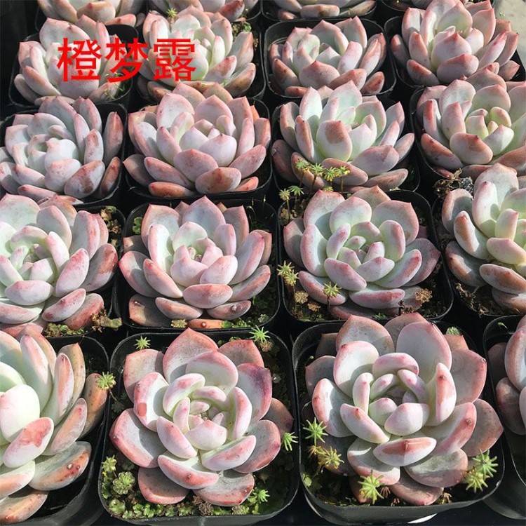 橙夢露 多肉植物批發(fā) 大棚直銷 實物拍攝 4-6cm