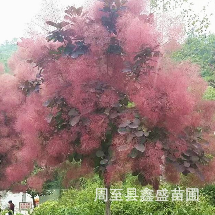 供應(yīng)綠化苗木叢生/獨桿黃櫨 陜西苗圃直銷工程苗木紅櫨價格