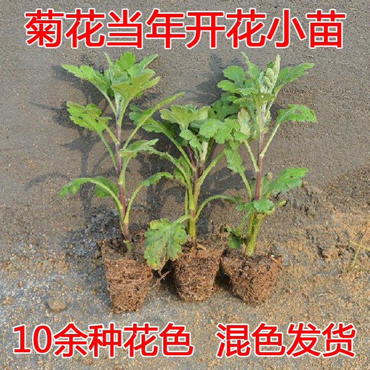 基地直銷 盆栽 菊花小苗 當年開花苗 盆栽花卉