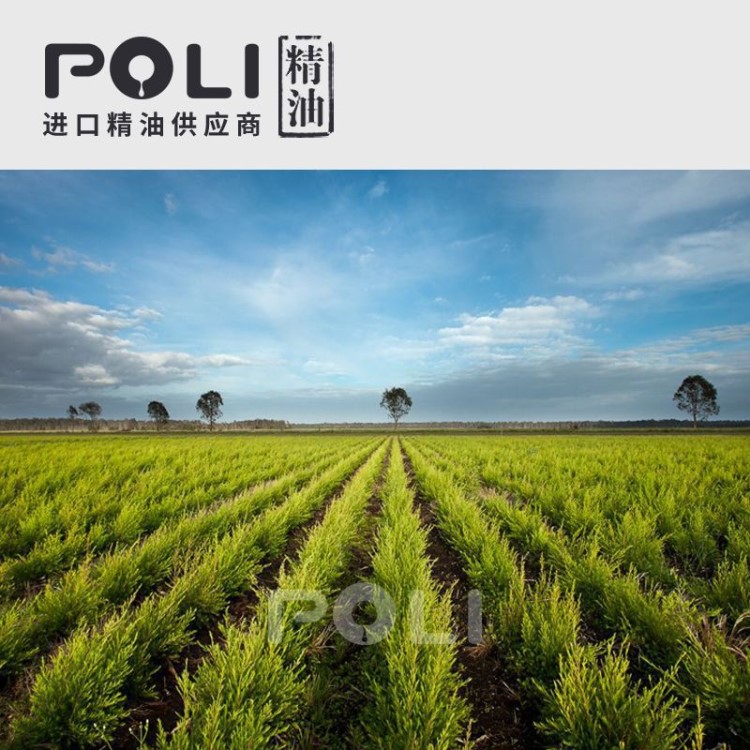 (澳大利亚) 澳洲茶树精油 【POLI/颇黎】