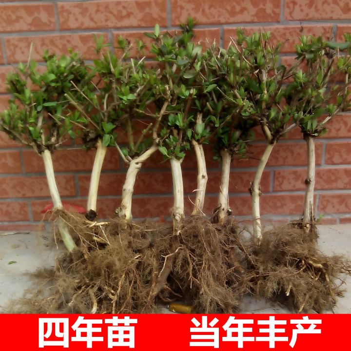 金銀花盆栽樹苗 陽臺(tái)庭院爬墻樹樁樹苗攀援植物 盆栽種植