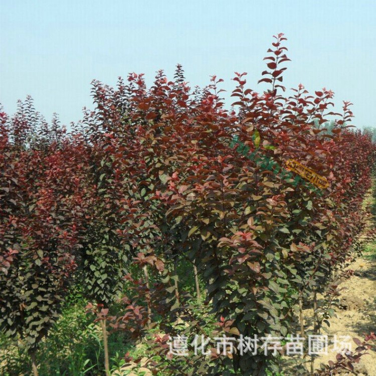 厂家供应  太阳李苗  中华太阳李基地  出售太阳李