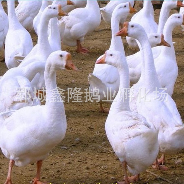 養鵝基地直供 朗德鵝 高品質健壯大白鵝 成品鵝批發【圖】