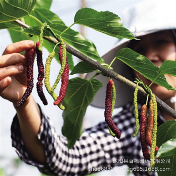 果樹苗木 四季長果桑樹苗 實生臺灣長果桑 桑葚苗 果樹苗基地批發(fā)