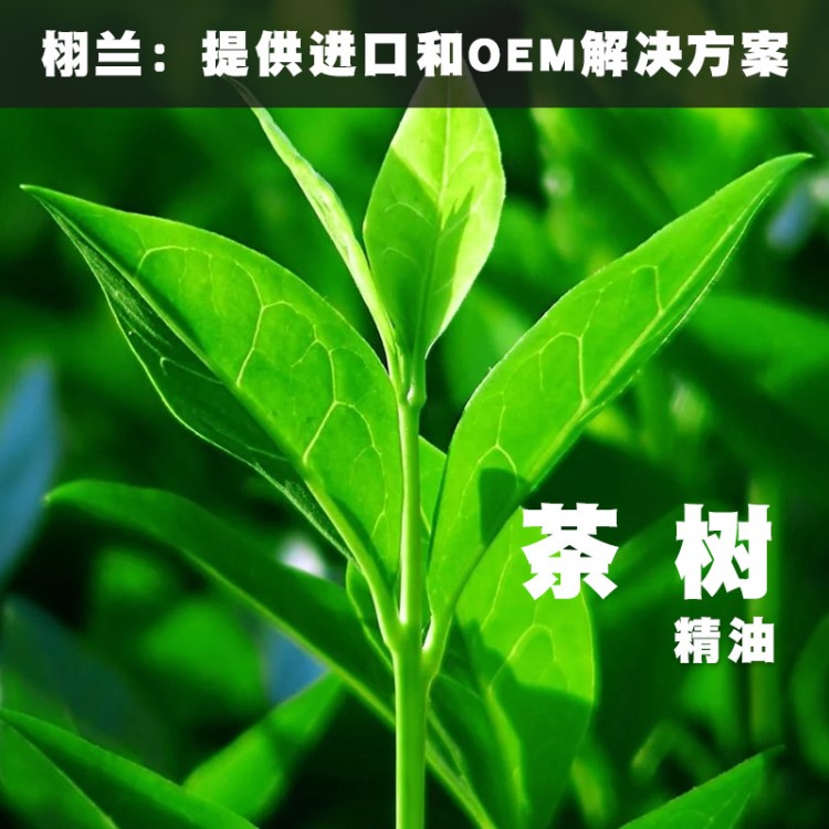 活動 茶樹精油Melaleuca Alternifolia 單方 蒸餾 澳大利亞