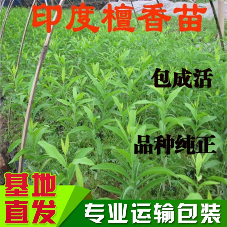 基地直销名贵树苗印度檀香树苗花卉檀香树苗批发庭院绿植