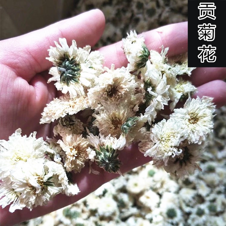 【 黃山貢菊花】  菊花茶 安徽黃山貢菊 花草茶批發(fā)