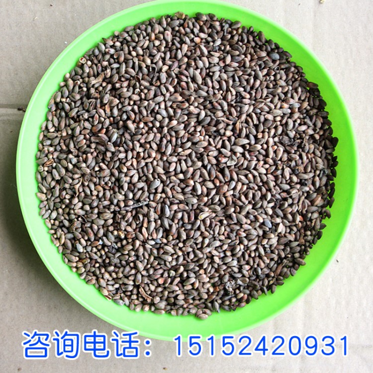 側柏苗 側柏小苗 小區綠化苗木 四季常青 側柏種子