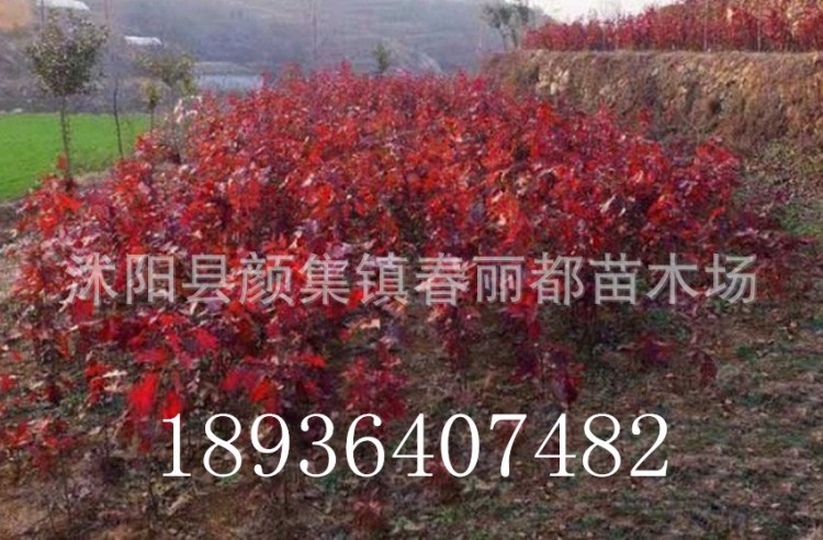 彩葉花卉供應(yīng)北美紅橡樹(shù)新品種歐洲紅櫟 紅橡樹(shù)小苗 變色好生長(zhǎng)快